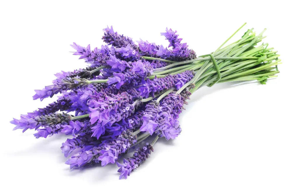 Lavendel