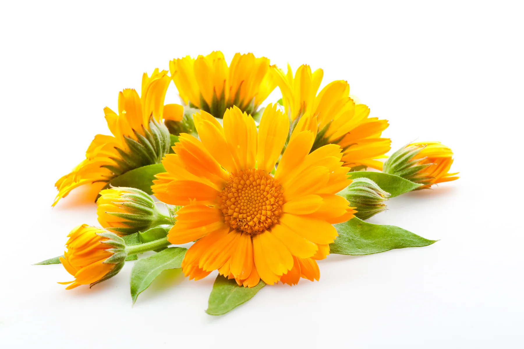 Ringelblume
